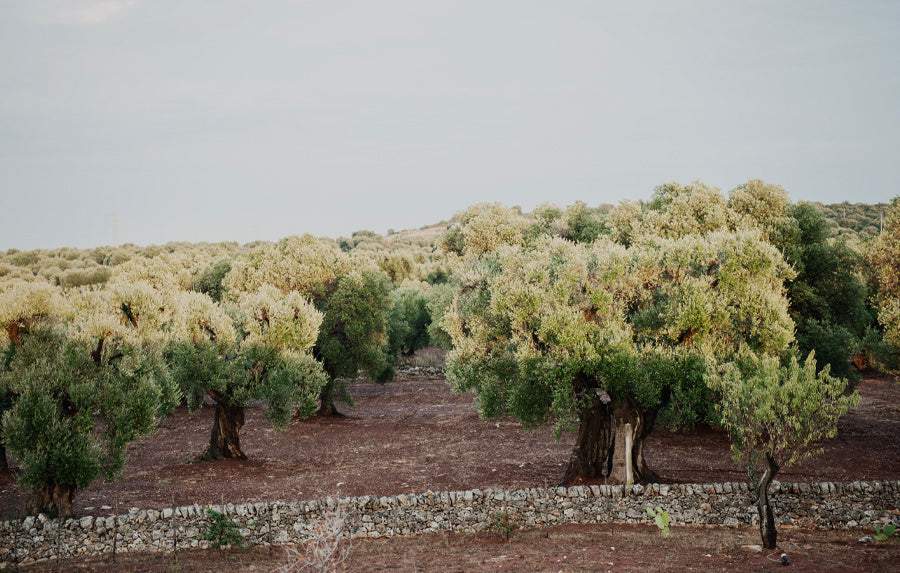 Masseria Moroseta